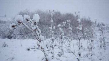 Şube ve çalılar karda tohumları ile. Kış manzarası. Çalılar ve çim karda.