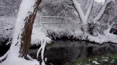 Bir nehir bir karla kaplı ormanda. Nehir akışı ile kış ormanında düşen ağaçlar.