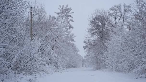 森林公園の降雪 雪の冬の風景には 公園が覆われています 雪の覆われた自然の中の木 — ストック動画