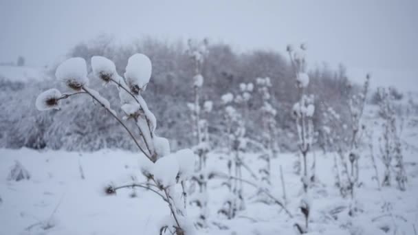 Ramos Arbustos Com Sementes Neve Paisagem Inverno Arbustos Grama Neve — Vídeo de Stock