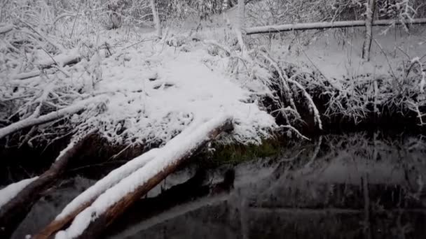 Hóval Borított Erdő Folyó Kidőlt Fák Erdő Téli Folyó Patak — Stock videók