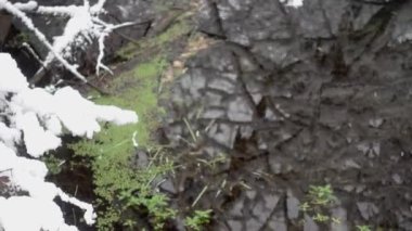 Bir nehir bir karla kaplı ormanda. Nehir akışı ile kış ormanında düşen ağaçlar.