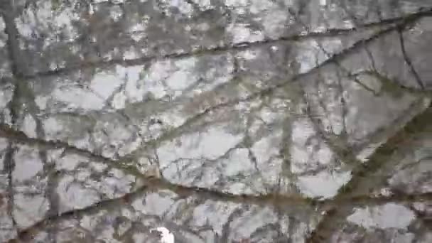 雪に覆われた森の川 冬の森で倒れた木で川ストリーム — ストック動画