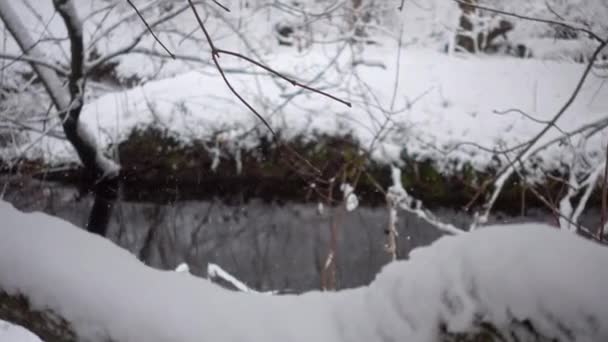 Flod Snötäckt Skog River Ström Med Nedfallna Träd Skogen Vintern — Stockvideo