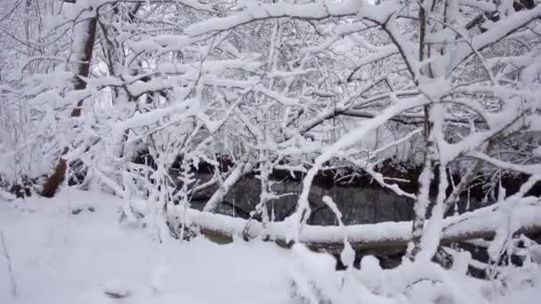 雪に覆われた森の川 冬の森で倒れた木で川ストリーム — ストック動画