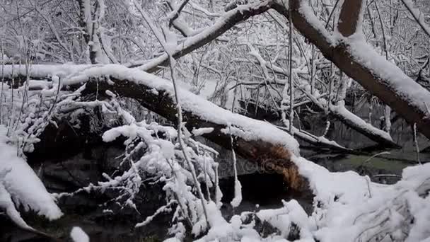 雪に覆われた森の川 冬の森で倒れた木で川ストリーム — ストック動画