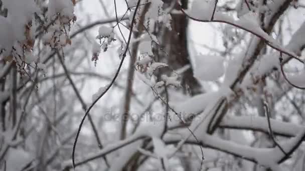 Uma Queda Neve Parque Florestal Paisagem Inverno Parque Coberto Neve — Vídeo de Stock