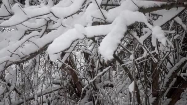 Снегопад Лесопарке Зимний Пейзаж Снежном Парке Вид Заснеженные Деревья Природе — стоковое видео