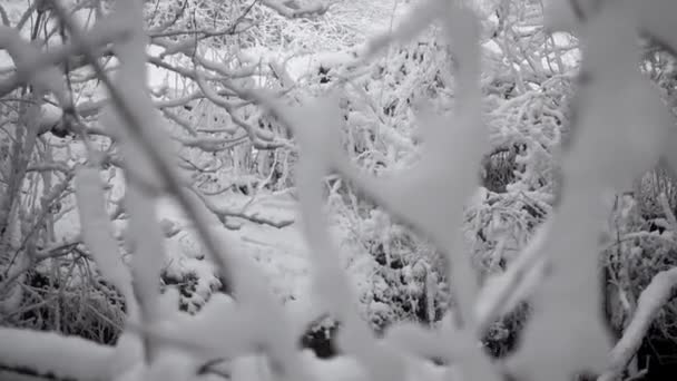 Sněžení Lesoparku Zimní Krajina Kryté Snowparku Pohled Sněhu Zahrnuty Stromy — Stock video
