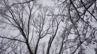 Bir nehir bir karla kaplı ormanda. Nehir akışı ile kış ormanında düşen ağaçlar.