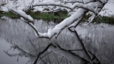 Bir nehir bir karla kaplı ormanda. Nehir akışı ile kış ormanında düşen ağaçlar.