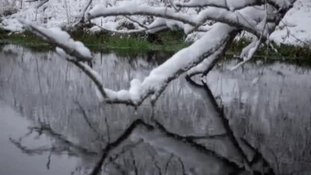 Sebuah Sungai Hutan Bersalju Sungai Sungai Dengan Pohon Tumbang Hutan — Stok Video
