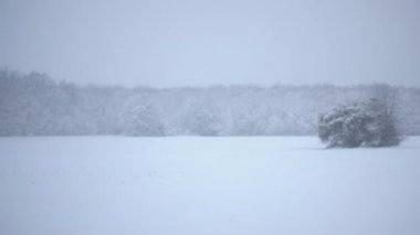 Yalnız ağaçlar kış bir orman arka plan alanında. Ormanın kenarında alanındaki bir kar fırtınası. 