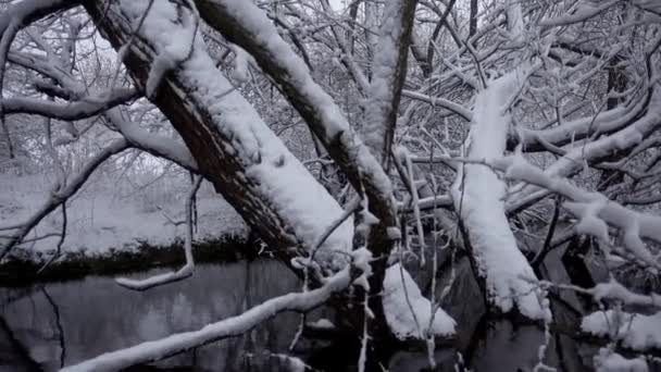 Río Bosque Cubierto Nieve Río Arroyo Con Árboles Caídos Bosque — Vídeos de Stock