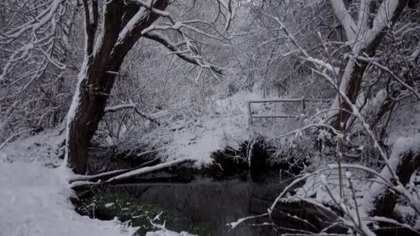 Bir Nehir Bir Karla Kaplı Ormanda Nehir Akışı Ile Kış — Stok video