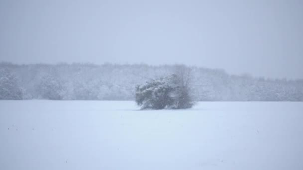 森を背景に冬のフィールドでの孤独な木 森林の端にあるフィールドに吹雪 — ストック動画