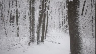 Kar yağışı orman parkta. Kış manzarası kar kaplı park. Ağaçlar doğada görünümü kar kaplı.