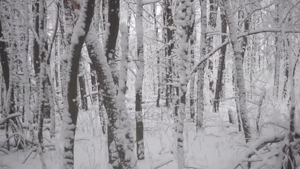 Sněžení Lesoparku Zimní Krajina Kryté Snowparku Pohled Sněhu Zahrnuty Stromy — Stock video