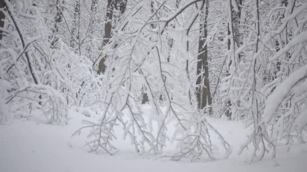 Kar Yağışı Orman Parkta Kış Manzarası Kar Kaplı Park Ağaçlar — Stok video