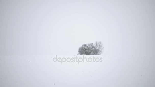 フィールドで吹雪の中の孤独な木 木のフィールドで冬の風景です ビデオ冬組成 — ストック動画