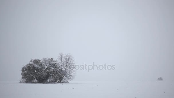 フィールドで吹雪の中の孤独な木 木のフィールドで冬の風景です ビデオ冬組成 — ストック動画