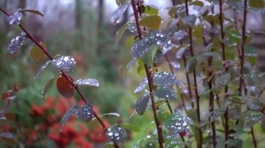 Çimen sapları sabahı çiy düşüyor. Sabah yoğunlaşma su bırakır ve kaynaklanıyor. 