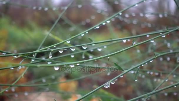 Gocce Rugiada Mattino Sui Fusti Erba Condensa Mattutina Acqua Foglie — Video Stock