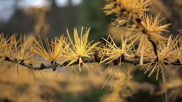 Dewdrops Morning Dew Needles Coniferous Tree Dew Branch Larch Spruce — Stock Video