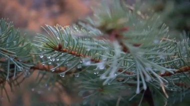 Çiğ iğne iğne yapraklı ağaç üzerinde dewdrops. Melez (bitki) ve Ladin dalı üzerinde çiy.