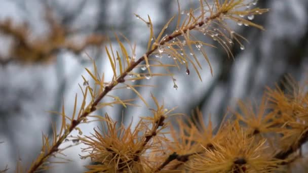 Dewdrops Morning Dew Needles Coniferous Tree Dew Branch Larch Spruce — Stock Video