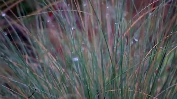 草の茎に朝の露が値下がりしました 朝の結露の水の葉し — ストック動画
