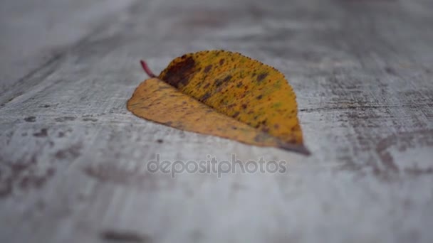 Gele Herfstblad Een Witte Plankenvloer Een Eenzame Herfstblad Een Park — Stockvideo