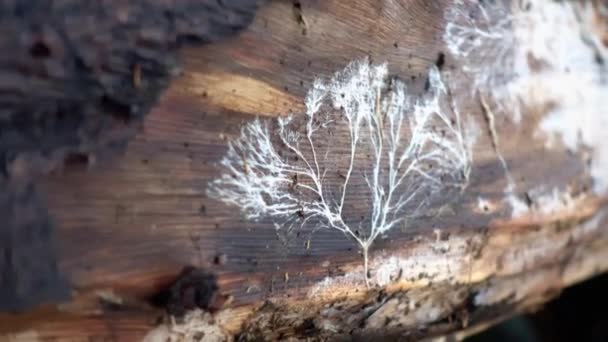 Mushroom Mycelium Bark Tree Beautiful Pattern Mycelium Decaying Tree Trunk — Stock Video