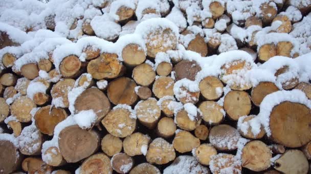 Wintervorrat Brennholz Video Geerntetes Faltlager Mit Brennholz Winter — Stockvideo