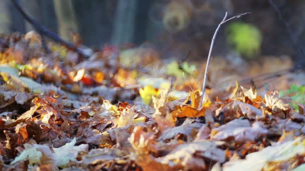 Legs Boots Walking Autumn Foliage Feet Tourist Walking Autumn Park — Stock Video