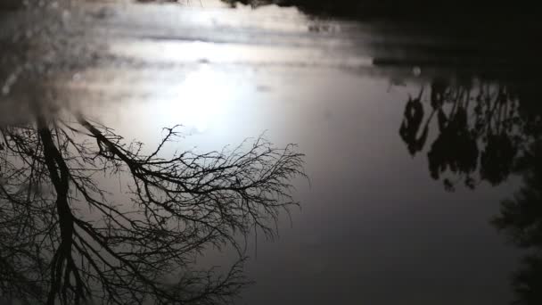 Отражение Солнца Луже Солнце Деревья Кусты Отражаются Луже После Дождя — стоковое видео