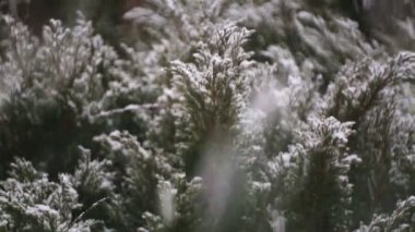 Decorative bushes in the park in winter in snowfall. Shrubs seeded in heavy snow. 