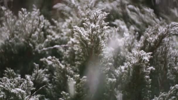 Arbustos Decorativos Parque Invierno Las Nevadas Arbustos Sembrados Nieve Pesada — Vídeos de Stock