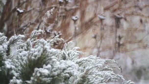 Arbustos Decorativos Parque Invierno Las Nevadas Arbustos Sembrados Nieve Pesada — Vídeos de Stock