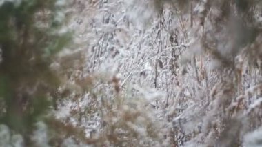 Decorative bushes in the park in winter in snowfall. Shrubs seeded in heavy snow. 