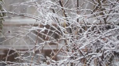 Decorative bushes in the park in winter in snowfall. Shrubs seeded in heavy snow. 