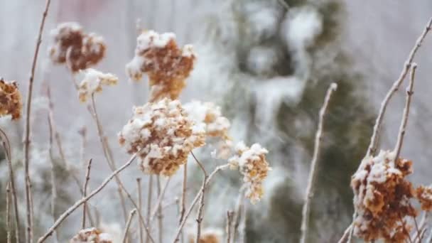 Arbustos Decorativos Parque Invierno Las Nevadas Arbustos Sembrados Nieve Pesada — Vídeos de Stock