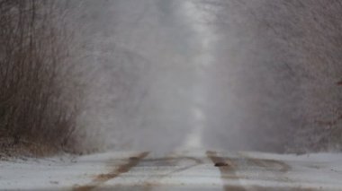 Forest winter road in a blizzard. View of the forest road in heavy snow. 
