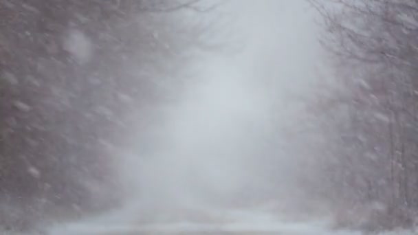 Χειμερινός Δασικός Δρόμος Χιονοθύελλα Άποψη Του Δασικού Δρόμου Πυκνό Χιόνι — Αρχείο Βίντεο