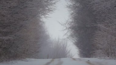 Forest winter road in a blizzard. View of the forest road in heavy snow. 