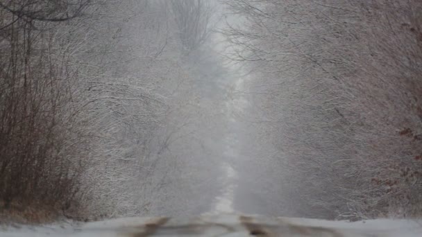 Bosque Camino Invierno Una Ventisca Vista Carretera Forestal Nieve Pesada — Vídeos de Stock