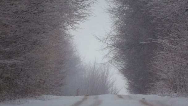 Bosque Camino Invierno Una Ventisca Vista Carretera Forestal Nieve Pesada — Vídeo de stock
