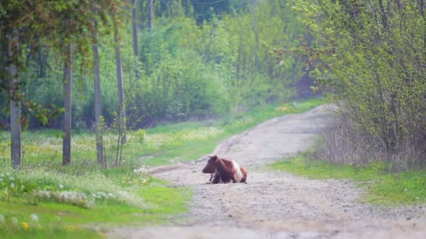 Cow Lies Country Road Farm Animal Nature — Stock Video