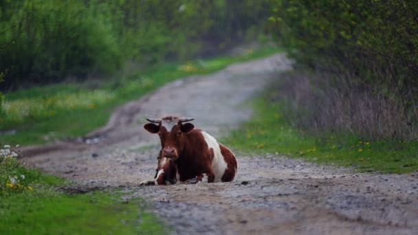 Eine Kuh Liegt Auf Einer Landstraße Nutztier Der Natur — Stockvideo