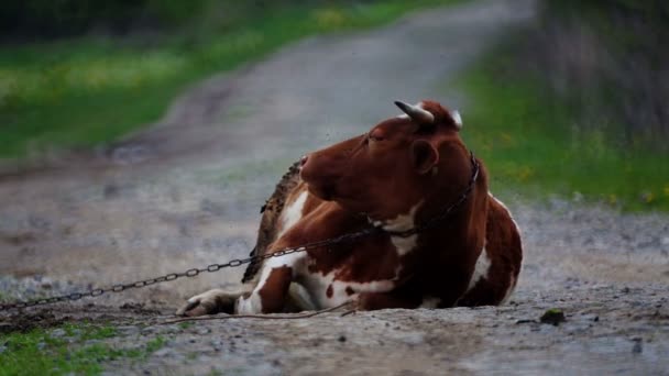 Bir Inek Köy Yolunda Yatıyor Doğada Bir Çiftlik Hayvanı — Stok video